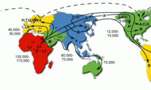 Mitohondrijska DNK i obiteljska povijest Mitohondrijski genomi