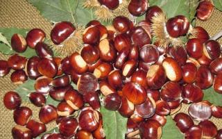 Cara memilih dan menyimpan chestnut di rumah