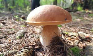 Корисні властивості грибів: користь та шкода, протипоказання