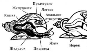 प्रकार मोलस्क: सामान्य वैशिष्ट्ये, अंतर्गत आणि बाह्य रचना, निसर्गात अर्थ प्राणी मोलस्कचे प्रकार