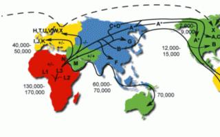 Mitochondriale DNA und Familiengeschichte Mitochondriale Genome