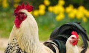 Zašto sanjate kokoš koja nosi jaja, kljuca, kuhana, s pilićima?