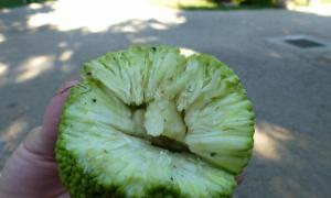 Maclura Orange - Baum der Verzweiflung Adamsapfel grün oder gelb