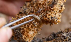 Tinktura pčelinjeg moljca: upute, opis i recenzije Kako napraviti tinkturu pčelinjeg moljca