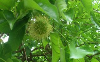 Maclura (Ádám alma): gyógyászati ​​tulajdonságok, előnyök és ártalmak, részletes használati utasítás Hogyan néz ki az érett maclura gyümölcs