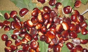 Cara memilih dan menyimpan chestnut di rumah