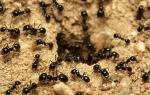 Zašto sanjate da vas mravi grizu za stopala?