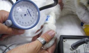 Normalan krvni tlak kod mačke i kako ga izmjeriti Kako odrediti visoki krvni tlak kod mačke