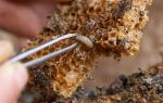 Tinktura pčelinjeg moljca: upute, opis i recenzije Kako napraviti tinkturu pčelinjeg moljca