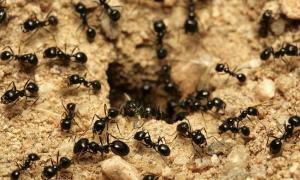 개미가 발을 물어뜯는 꿈을 꾸는 이유는 무엇입니까?