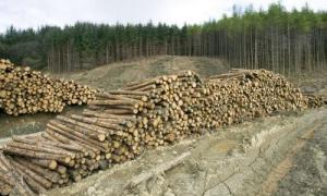 युरोप युक्रेनियन गोल लाकूड घेऊन जातो