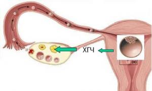 Razina hCG u krvi trudnica i žena koje nisu trudne Korionski gonadotropin hormon