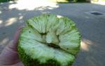 मॅक्लुरा ऑरेंज - निराशेचे झाड ॲडमचे सफरचंद हिरवे किंवा पिवळे