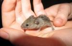 Známky o vzhľade potkanov alebo myší v dome