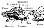 Typ Mäkkýše: všeobecná charakteristika, vnútorná a vonkajšia štruktúra, význam v prírode Druhy živočíšnych mäkkýšov