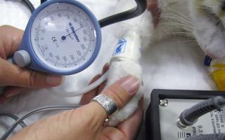 Normalan krvni tlak kod mačke i kako ga izmjeriti Kako odrediti visoki krvni tlak kod mačke