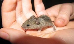 Anzeichen für das Auftreten von Ratten oder Mäusen im Haus