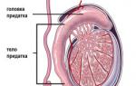 Seperti apa tumor testis dan manifestasinya pada pria?