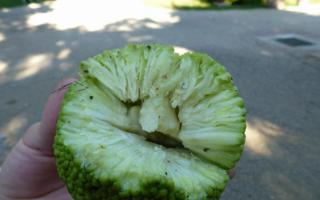 Maclura narancs - a kétségbeesés fája Ádám alma zöld vagy sárga