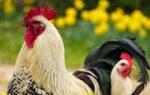Proč sníte o kuře, které snáší vejce, klování, vařené, s kuřaty?